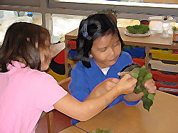 Girls investigating a leaf